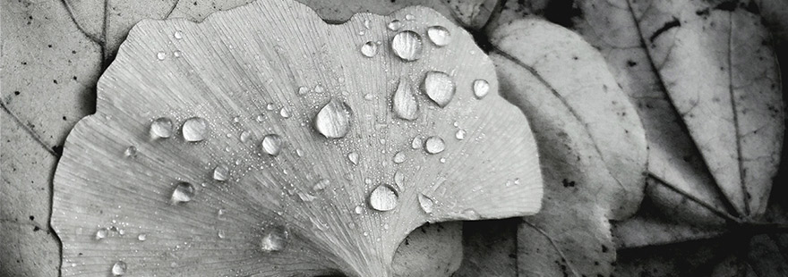 “国宝”熊猫眼中的色彩