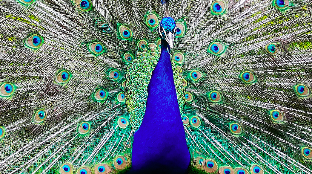 努比亚Z系列新机有新消息了！！！